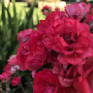 Meet your Posher, Colleen